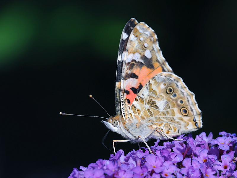 Tiere Schmetterling Makro D31_6167 Kopie.jpg   26.04.jpg